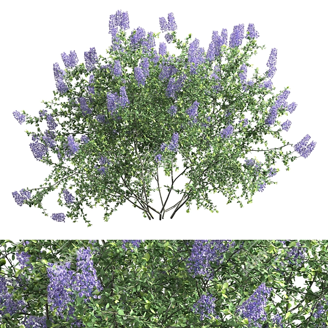 Ceanothus California Lilac: Exquisite 2013 Version 3D model image 1