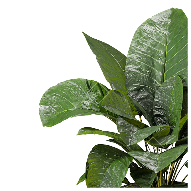 Elephant Fronds Indoor Plants: 3DSMAX 2018 & OBJ File 3D model image 4