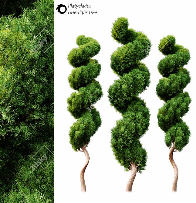 Majestic PlatiTree: 2014 Edition 3D model image 1