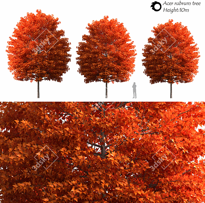 Evergreen Acer Rubrum Tree 3D model image 2