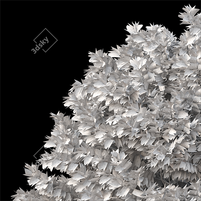 Evergreen Acer Rubrum Tree 3D model image 3