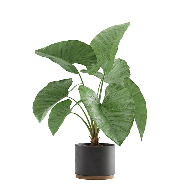 Exotic Indoor Plants Pack 3D model image 2