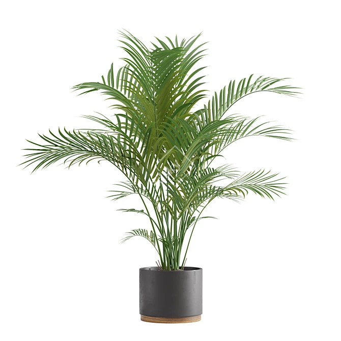 Exotic Indoor Plants Pack 3D model image 3