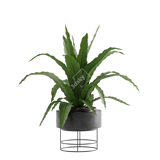 Exotic Indoor Plants Pack 3D model image 4