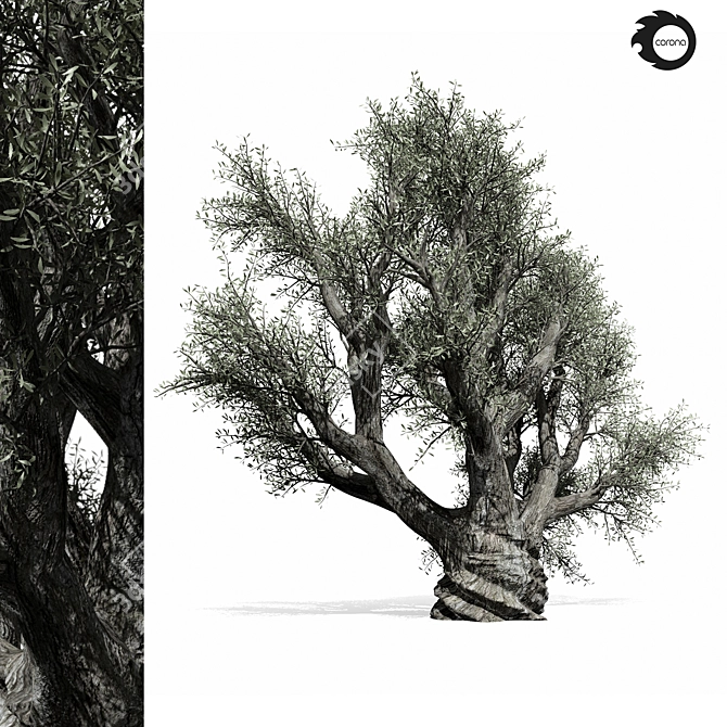 Majestic Olive Tree 01 3D model image 1