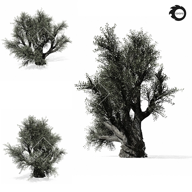 Majestic Olive Tree 01 3D model image 3