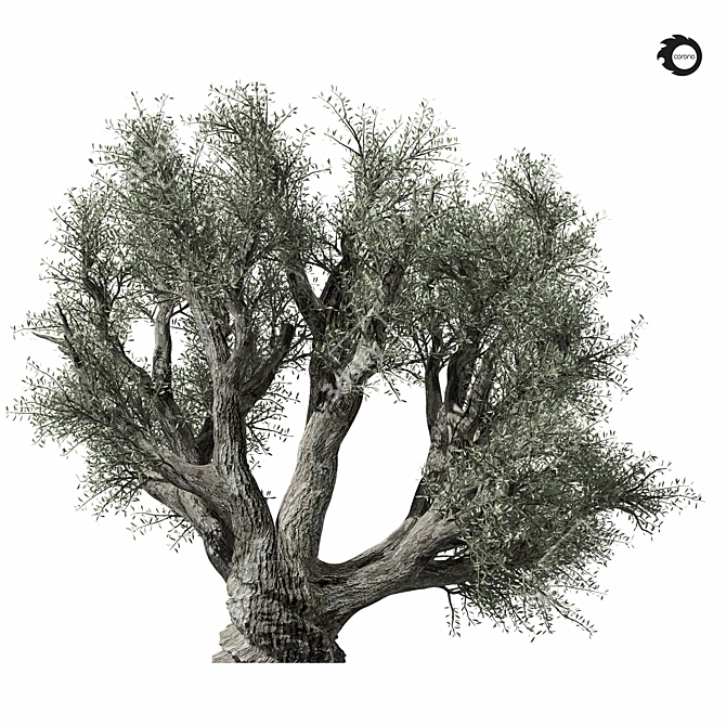 Majestic Olive Tree 01 3D model image 5