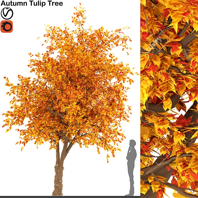 Autumn Tulip Tree: Magnolia Family Delight 3D model image 1