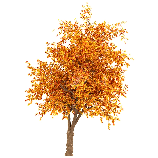 Autumn Tulip Tree: Magnolia Family Delight 3D model image 4