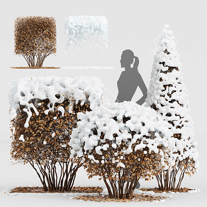 Dwarf Yaupon Holly: Winter Wonderland 3D model image 1