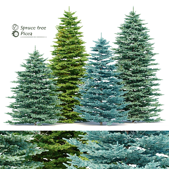 Evergreen Spruce Tree Set 3D model image 1