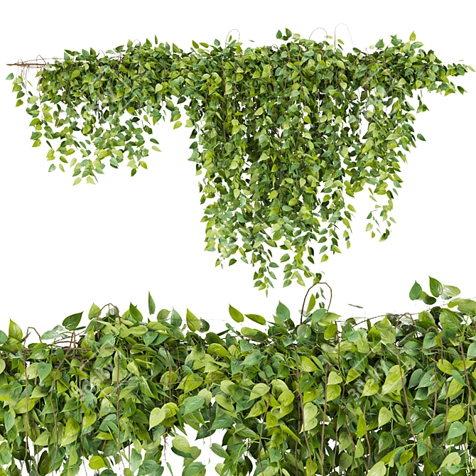 Outdoor Ivy Bush - Collection Plant 3D model image 3