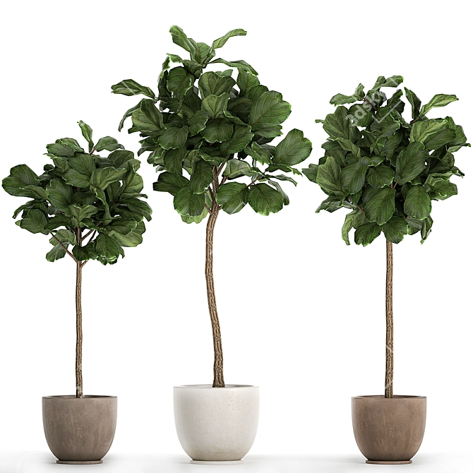 Tropical Ficus Lyrata Tree Pot 3D model image 1