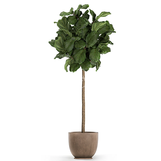 Tropical Ficus Lyrata Tree Pot 3D model image 2