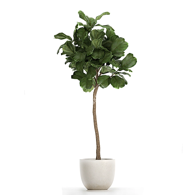 Tropical Ficus Lyrata Tree Pot 3D model image 3