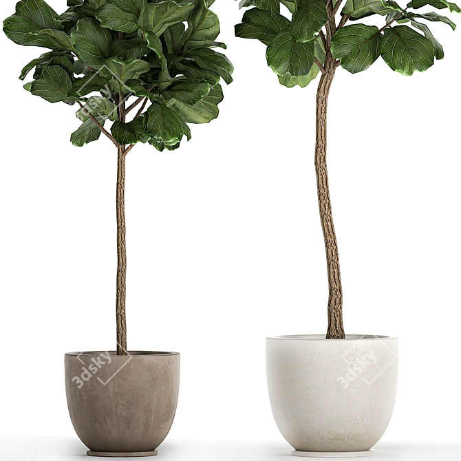 Tropical Ficus Lyrata Tree Pot 3D model image 4