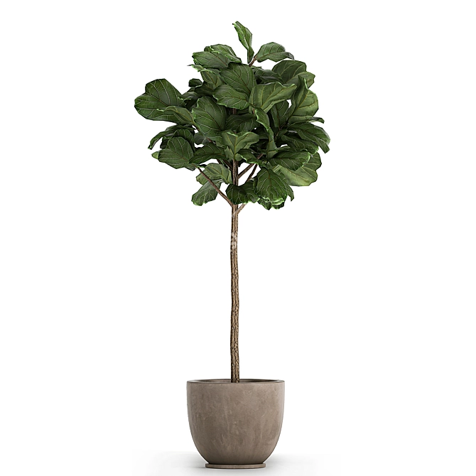 Tropical Ficus Lyrata Tree Pot 3D model image 5