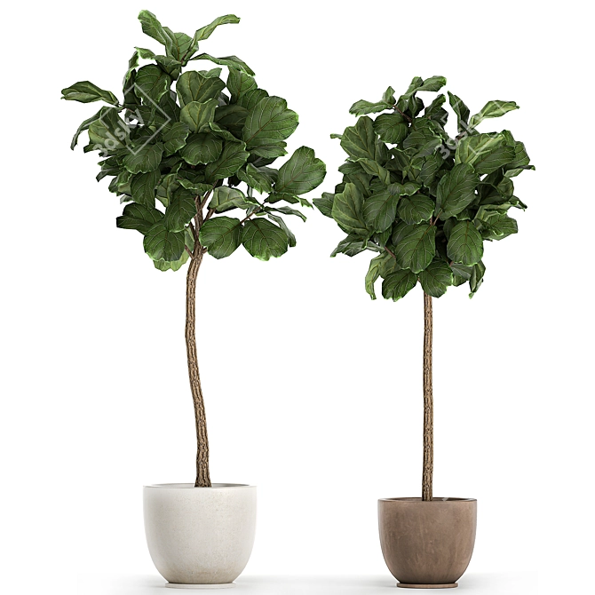 Tropical Ficus Lyrata Tree Pot 3D model image 6