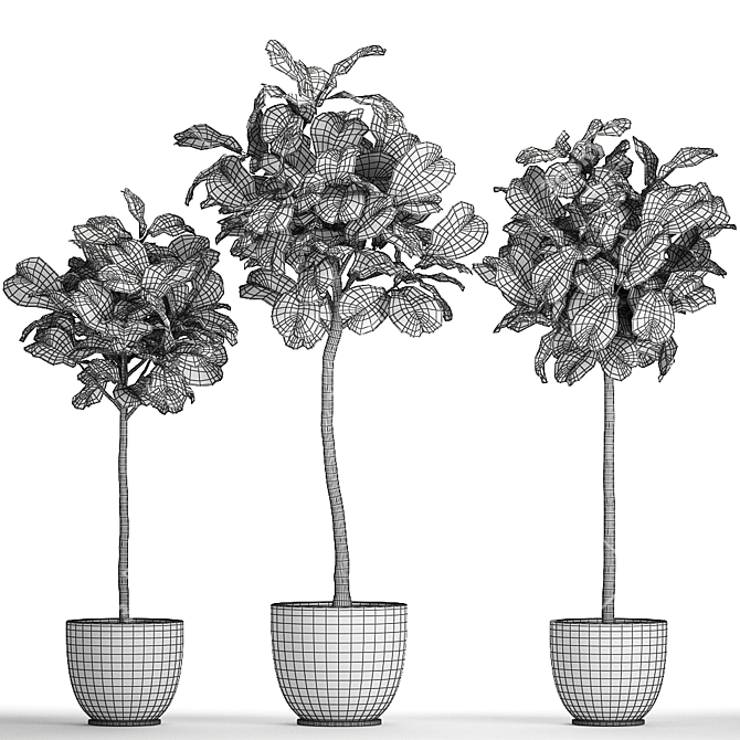 Tropical Ficus Lyrata Tree Pot 3D model image 7