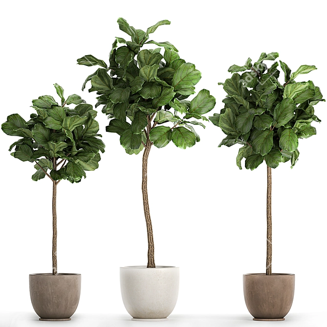 Tropical Ficus Lyrata Tree Pot 3D model image 8