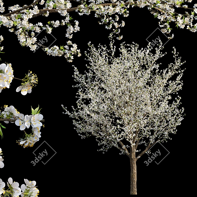 Plum Blossom 3D Model - Vray Compatible 3D model image 1