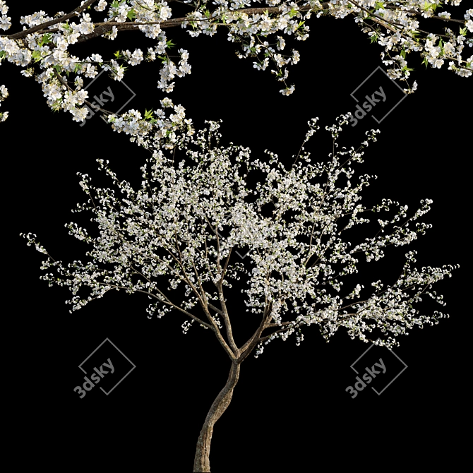 Prunus Salicina Plum Tree 3D model image 1