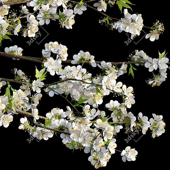 Prunus Salicina Plum Tree 3D model image 3