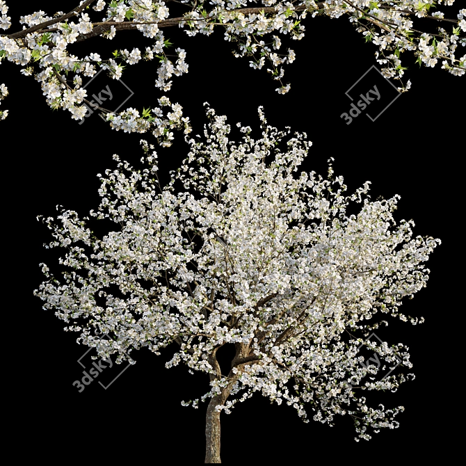 Chinese Plum 3D Model - Highly Detailed 3D model image 1