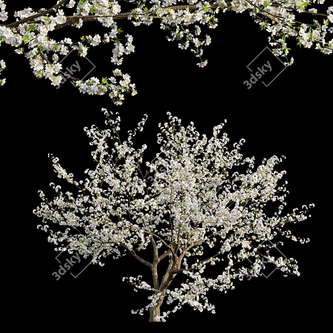 Prunus Salicina Plum Tree 3D Model 3D model image 1