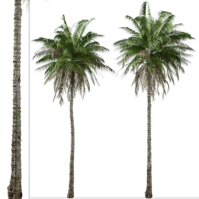 Colombian Quindio Wax Palm Set 3D model image 3