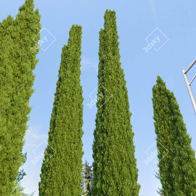 Elegant Italian Cypress Trio 3D model image 2