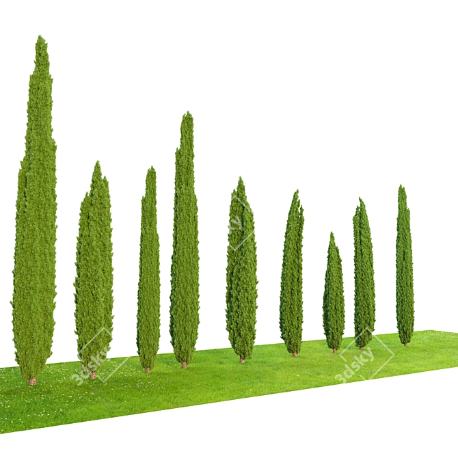 Elegant Italian Cypress Trio 3D model image 3