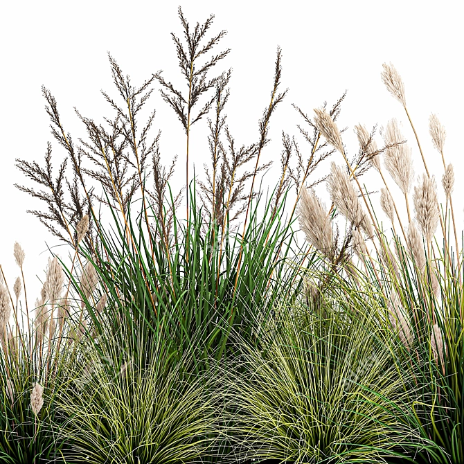 Tropical Plant Collection: Exotic Ornamental Grasses 3D model image 3