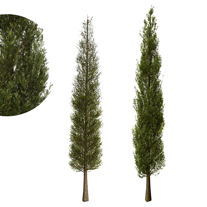 Fine Cupressus Tree - 3D Model 3D model image 1