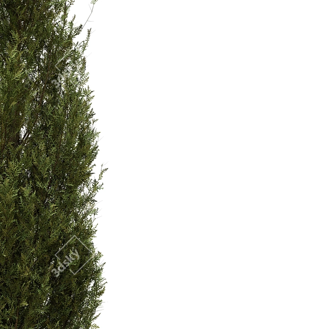 Fine Cupressus Tree - 3D Model 3D model image 4