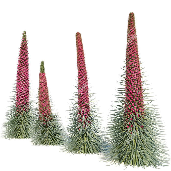 Tall Echium Wildpretii Quartet 3D model image 3