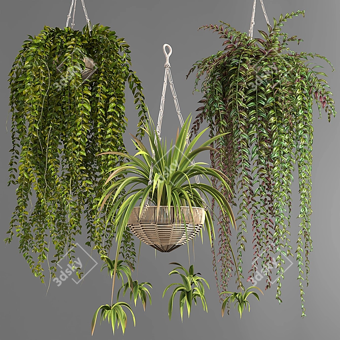 Premium Hanging Indoor Plants Collection 3D model image 2