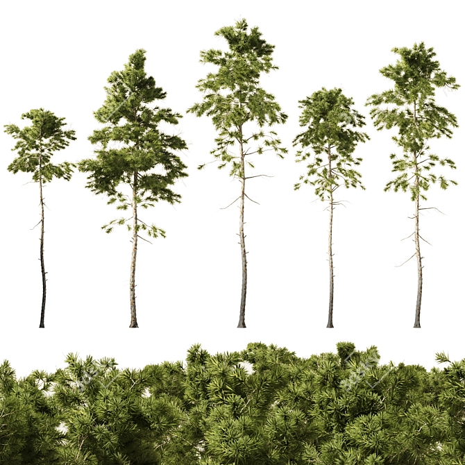 European Pines Collection: Majestic and Rare 3D model image 1