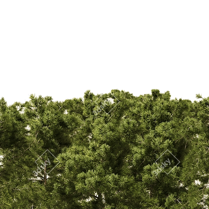 European Pines Collection: Majestic and Rare 3D model image 4