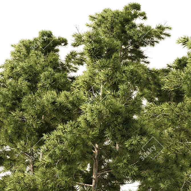 European Pines Collection: Majestic and Rare 3D model image 5
