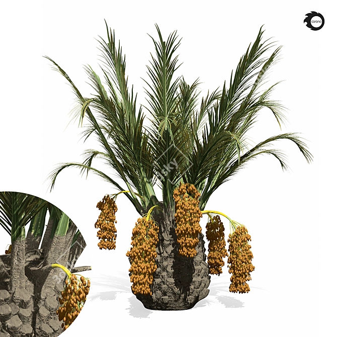 Tropical Palm Tree 3D Model 3D model image 1