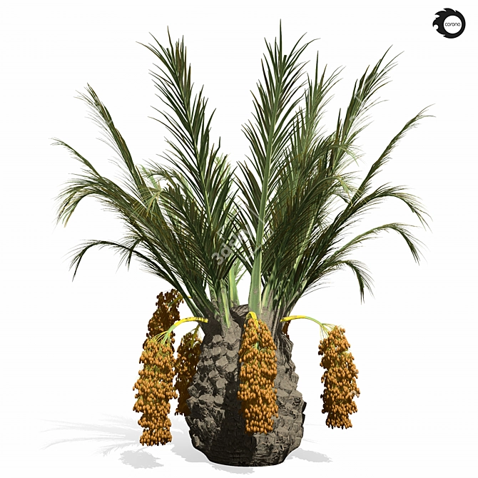 Tropical Palm Tree 3D Model 3D model image 2