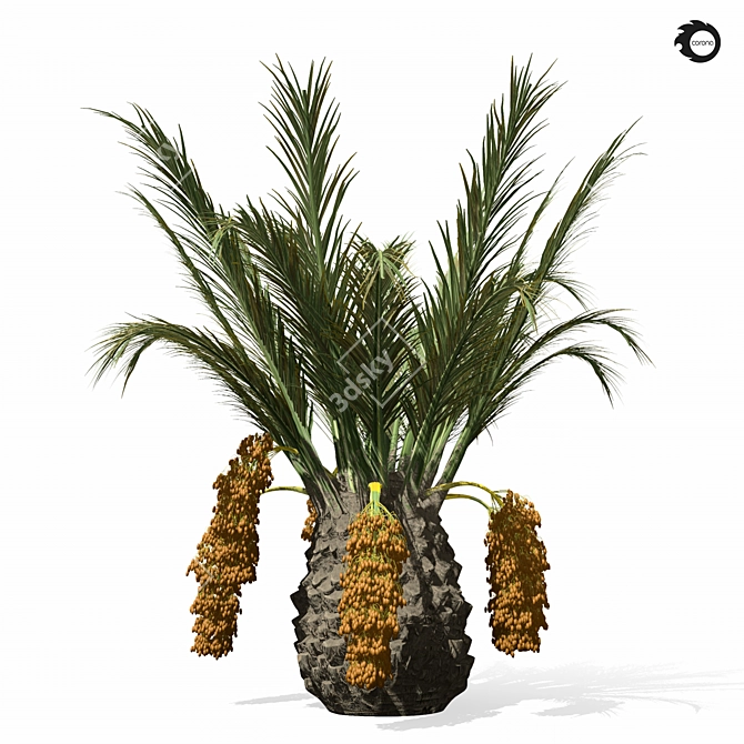 Tropical Palm Tree 3D Model 3D model image 3