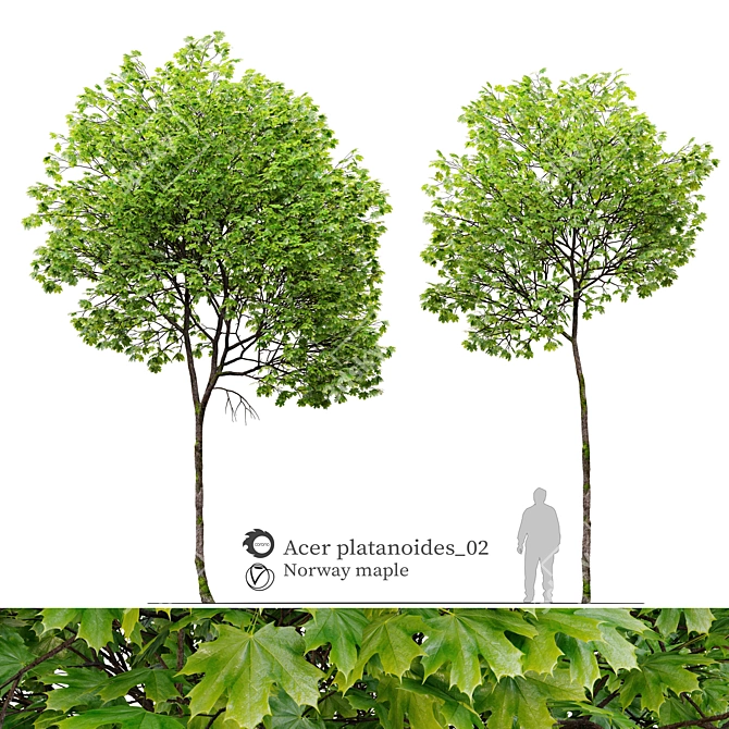 Dual Acer platanoides Trees - 8m Tall 3D model image 1