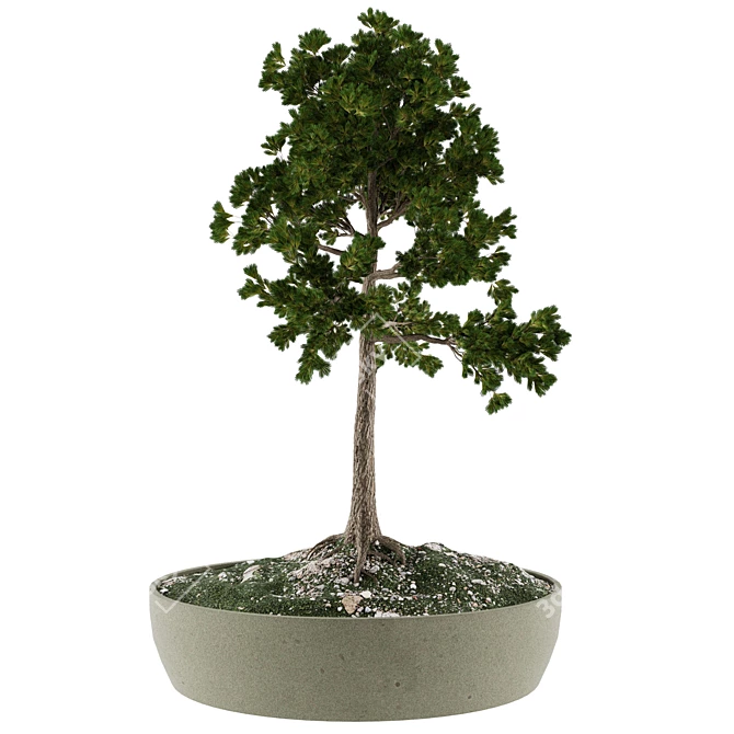 Miniature Bonsai Plant Kit 3D model image 1