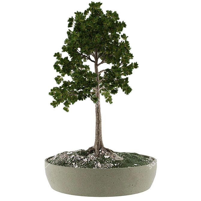 Miniature Bonsai Plant Kit 3D model image 2