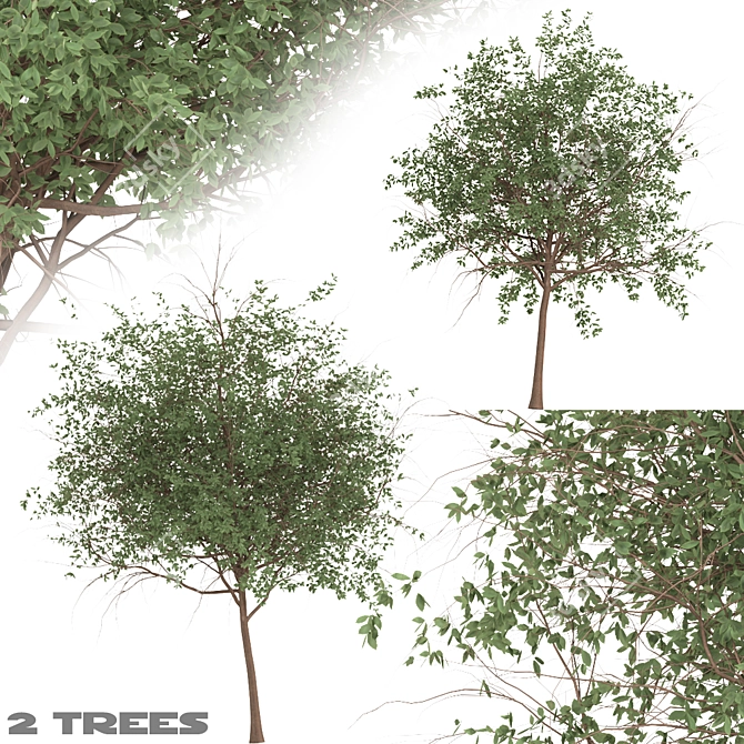 Channel Islands Catalina Cherry Trees 3D model image 1