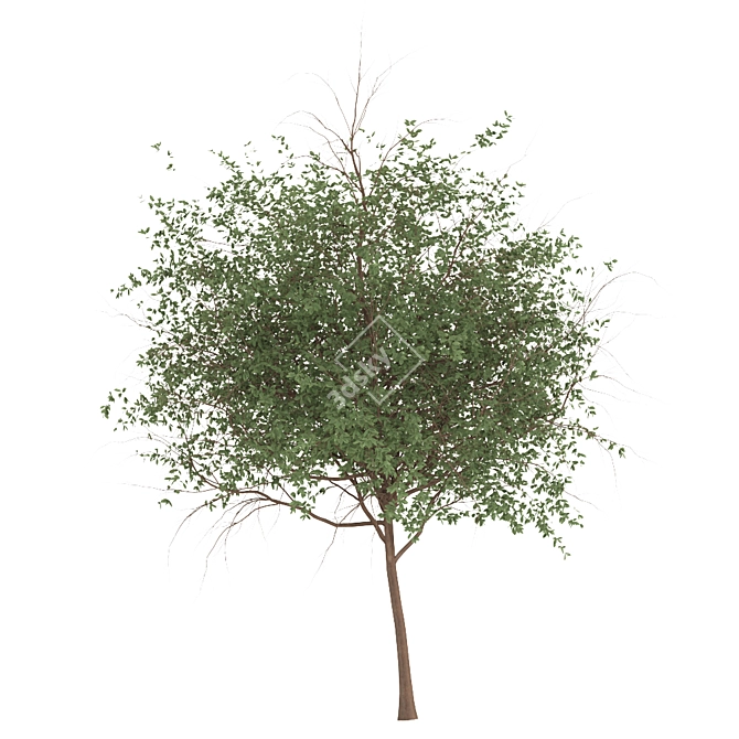 Channel Islands Catalina Cherry Trees 3D model image 4