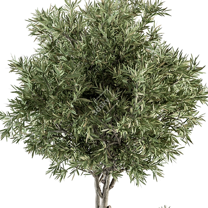 308 Indoor Plant Set: Tree & Plant in Black Pot 3D model image 4