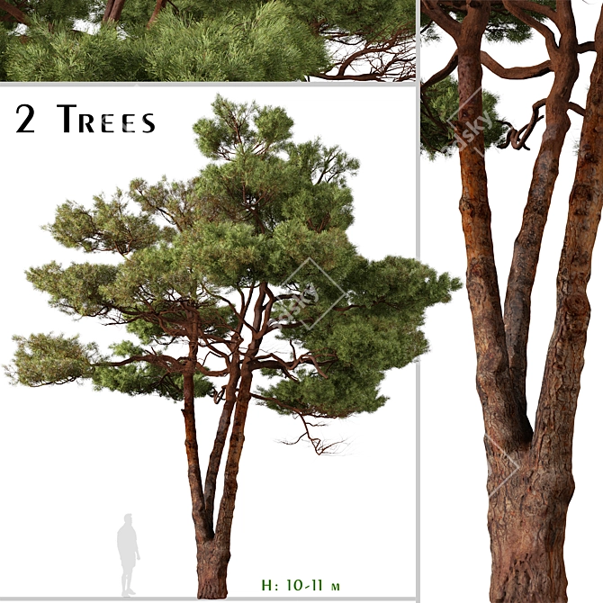 Mediterranean Pines: Set of 2 Aleppo Trees 3D model image 1